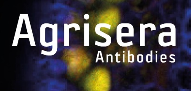Agrisera植物細(xì)胞壁相關(guān)抗體，開學(xué)季促銷啦！